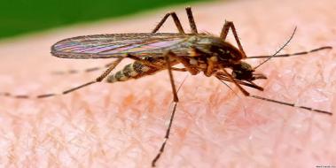 Sivrisinek Alerjisine Ne yi Gelir