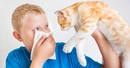 Kedi Alerjisi Belirtileri ve Tedavisi